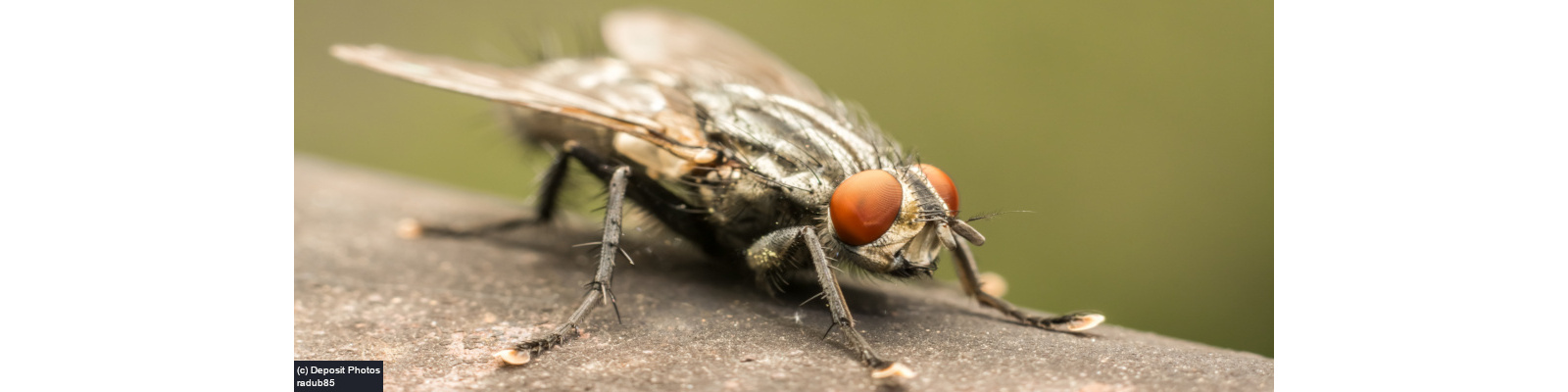Cluster Fly removal